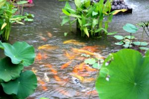 fish-pond-chattels-fixtures-commercial-property